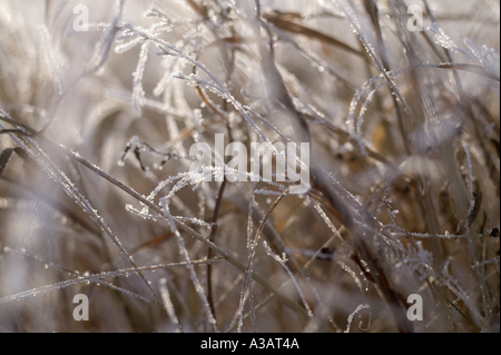 Nahaufnahme von Eis Festhalten an hohen Gras nach einem Wintersturm Stockfoto