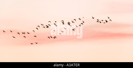 Weiß – Blässgänse Gänse Anser Albifrons Herde gegen frühen Morgen fliegen Himmel Holkham Norfolk Stockfoto