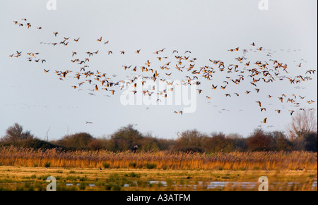 Weiß – Blässgänse Gänse Anser Albifrons Herde über Reed Bett Holkham Norfolk am frühen Morgen Dezember fliegen Stockfoto