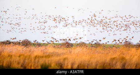 Weiß – Blässgänse Gänse Anser Albifrons Herde über Reed Bett Holkham Norfolk am frühen Morgen Dezember fliegen Stockfoto