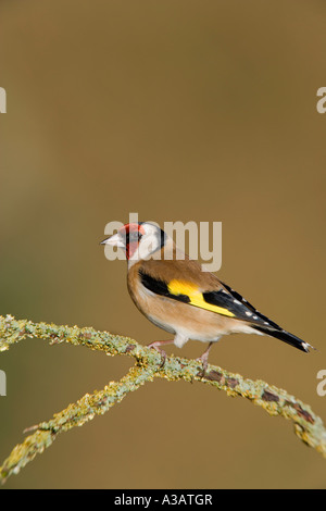 Stieglitz Zuchtjahr Zuchtjahr gehockt Flechten bedeckt älteren Zweig suchen lebendig mit schönen einfarbigen Hintergrund Potton bedfordshire Stockfoto