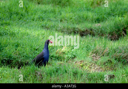 Pukeko Porphyrio Porphyrio Melanotus Westland Tai Poutini Nationalpark Westküste Südinsel Neuseeland Stockfoto