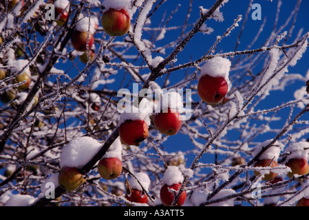 Eingefroren und schneebedeckte Äpfel am Obstgarten-Apfelbaum, Okanagan Valley, BC, Britisch-Kolumbien, Kanada Stockfoto