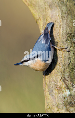 Kleiber Sitta Europaea auf Baumstamm suchen Warnung mit schönen Out-of-Fokus-Hintergrund-Salcey-Wald-northampton Stockfoto