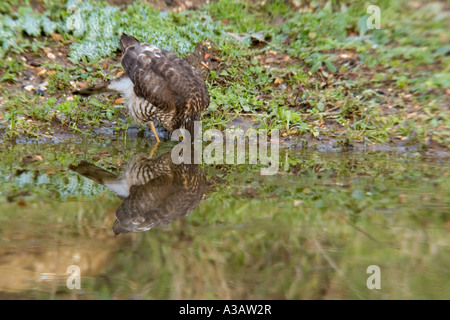 Sparrowhawk Accipiter Nisus trinken am Teich mit Reflexion Potton bedfordshire Stockfoto