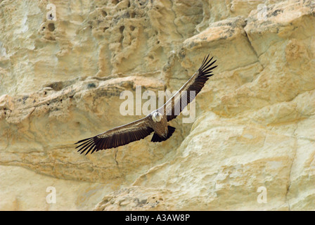 Gänsegeier (wissenschaftlicher Name: abgeschottet Fulvus) Flug am Brutplatz in Episkopi Kensington Cliffs. Stockfoto