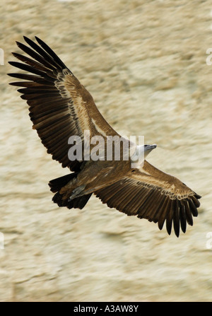 Gänsegeier (wissenschaftlicher Name: abgeschottet Fulvus) Flug am Brutplatz in Episkopi Kensington Cliffs. Stockfoto