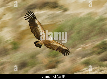 Gänsegeier (wissenschaftlicher Name: abgeschottet Fulvus) Flug am Brutplatz in Episkopi Kensington Cliffs. Stockfoto