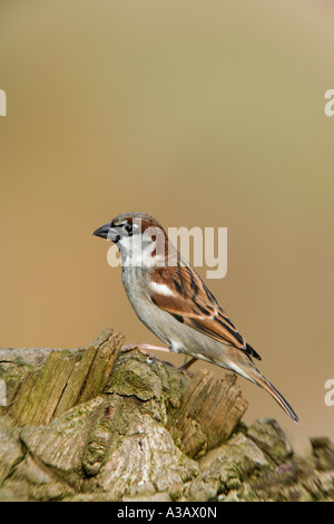 Haussperling Passer Domesticus saß auf Log Warnung mit schönen Hintergrund Potton Bedfordshire suchen Stockfoto