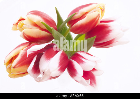 Tulpen, Tulipa Gesneriana, Nahaufnahme Stockfoto