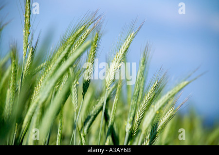 Ohren von Roggen im Feld, Nahaufnahme Stockfoto