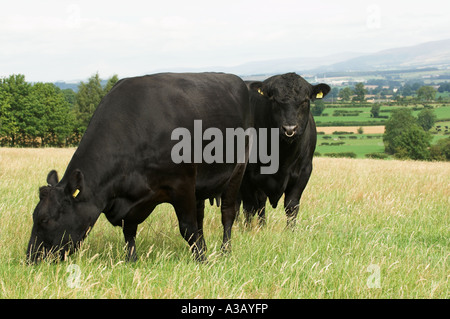 Angus Kuh und Stier im Feld Stockfoto