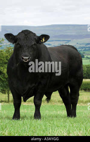 Aberdeen Angus-Stier im Feld Stockfoto