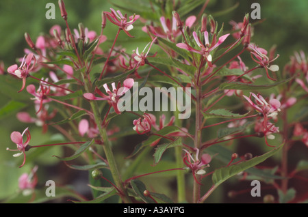Lopezia Cordata "Pretty Rose" (Mosquito Blume) Nahaufnahme von kleinen weißen und rosa Blüten, die wie ein Gesicht aussehen. Stockfoto