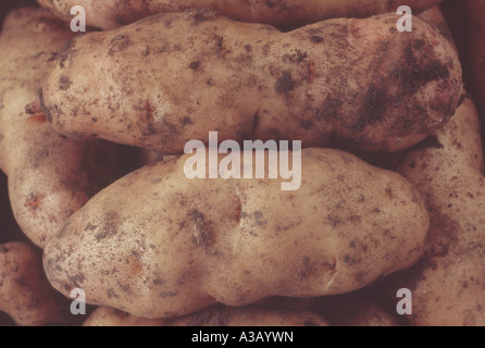 Solanum Tuberosum "Anya" (Salat Kartoffel) Desiree x Pink Fir Apple. Nahaufnahme von zwei Kartoffeln frisch gegraben. Stockfoto