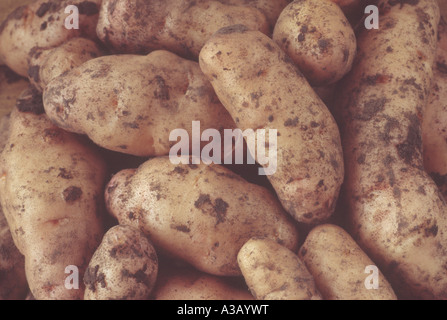 Solanum Tuberosum "Anya" (Salat Kartoffel) Desiree x Pink Fir Apple. Nahaufnahme von frisch gegrabene Kartoffeln. Stockfoto