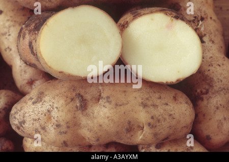 Solanum Tuberosum "Anya" (Salat Kartoffel) Desiree x Pink Fir Apple. Nahaufnahme von frisch gegrabene Kartoffeln mit einem Schnitt in zwei Hälften. Stockfoto