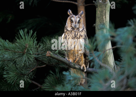 LANGE EARED Eule Asio otus Stockfoto