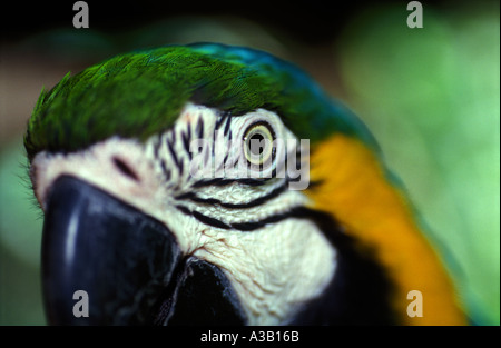 blaue und gelbe Aras (Ara Ararauna), Stockfoto