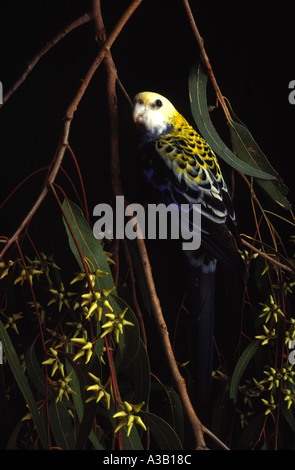 Pale leitete Rosella Platycercus Adscitus 0371 Stockfoto