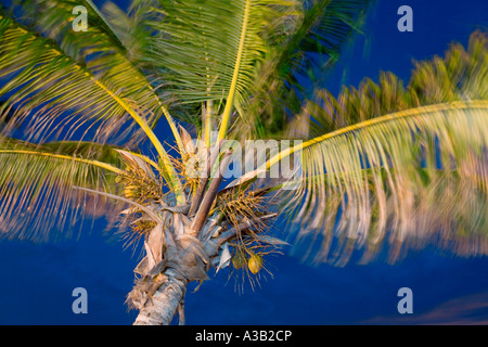 Kokospalme Patong Beach Phuket Thailand Stockfoto