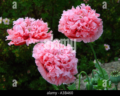 Mohn Papaver somniferum Stockfoto