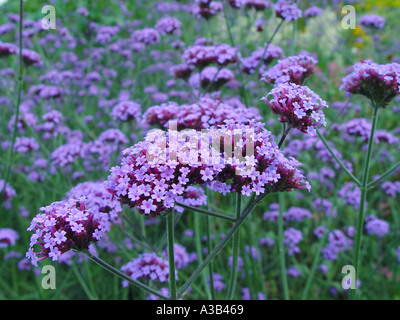 Verbena Bonariensis im Garten mehrjährige Grenze Stockfoto