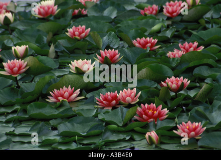 Rosafarbene Seerosen, Nymphaeaceae, in voller Blüte auf einem Fischbecken im Garten im Mittleren Westen der USA Stockfoto
