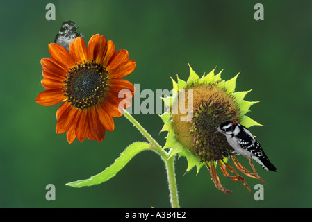 Downy Woodpecker (Picoides pubescens) männlich und weiblich Paar auf Sonnenblumen im Garten essen Samen thront, Missouri USA Stockfoto