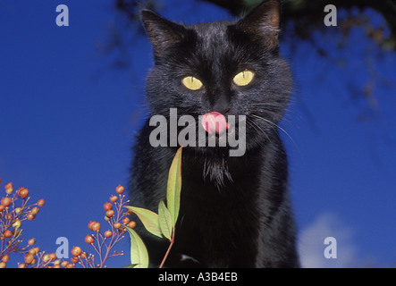 Pech und dummen Aberglauben: Schwarze Katze mit seiner Zunge heraus bilden lustiges Gesicht und Augenkontakt, Midwest USA Stockfoto