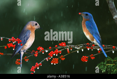 Winter Paar: Männliche und weibliche Östliche Drosseln auf vereisten Zweig mit Beeren, Missouri USA Stockfoto