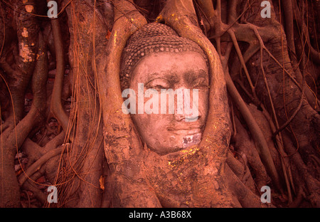 THAILAND Südostasien Bangkok Bereich Ayutthaya Wat Phra Mahathat Stein Buddha-Kopf in Wurzeln von Bodhi-Baum Stockfoto