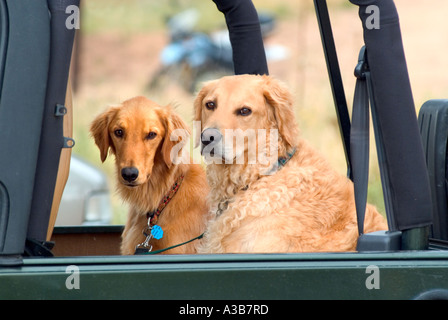 Zwei Hunde sitzen wie Passagiere in einem jeep Stockfoto