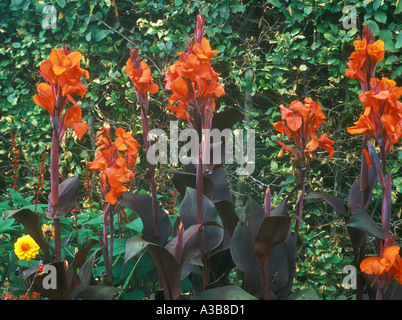 CANNA Generalis "Verdi" Canna Lily Stockfoto