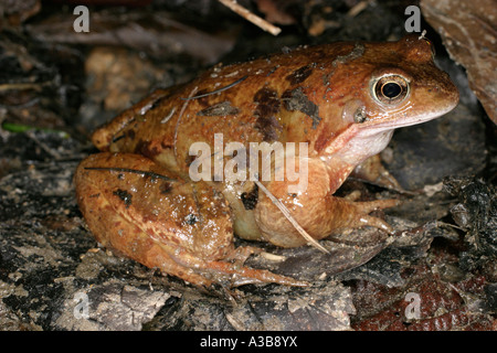 Gemeinsamen Frosch Rana Temporia am Laich-Zeit Sv cu Stockfoto