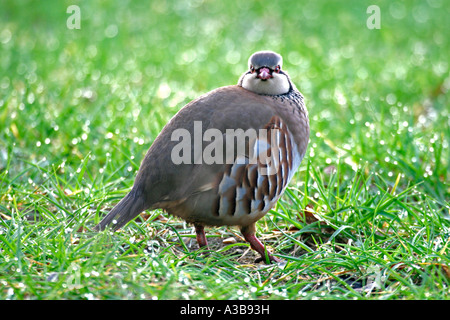 Rote legged Rebhuhn Alectoris Rufa im Feld in den frühen Morgenstunden Stockfoto