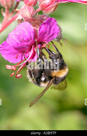 White-tailed Bumble Bee Bombus Lucorum nehmen Nektar von Blumen sv Stockfoto