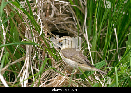 Fitis Phylloscopus Trochilus an mit nest fliegt sv Stockfoto