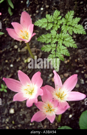 Rosa Blumen grünes Blatt Natur Nahaufnahme Stockfoto
