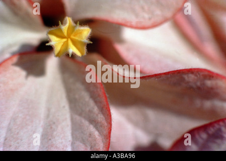 Gelbe Blume rosa Blatt Natur Nahaufnahme Stockfoto