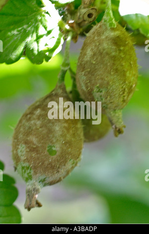 Amerikanische Stachelbeere Mehltau Sphaerotheca Mors Uvae Nahaufnahme von infizierten Obst Stockfoto