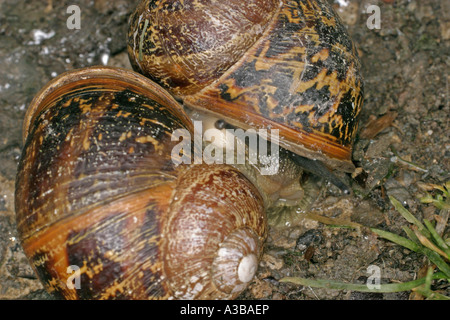 Garten Sie-Schnecke Helix Aspersa paar Paarung Stockfoto