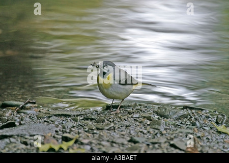 Graue Bachstelze Motacilla Cinerea männlich auf Schindel mit Essen sv Stockfoto