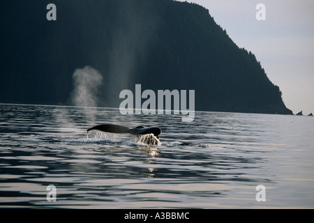 Buckelwal schwimmen auf der Oberfläche Kodiak-Archipels AK SW Sommer Afognak ist Stockfoto