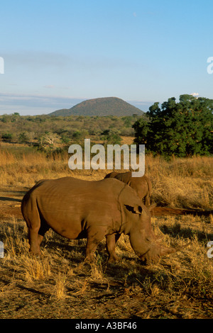 South Africa Kruger Nationalpark White Rhino Stockfoto