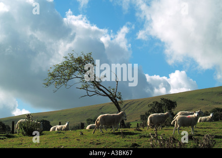 Windswept isoliert entstellt Baum auf düster Windy Hill in Brecon Beacons National Park mit Schafe weiden in South Wales UK Stockfoto