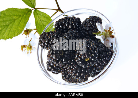 Brombeeren in Schüssel, Nahaufnahme Stockfoto