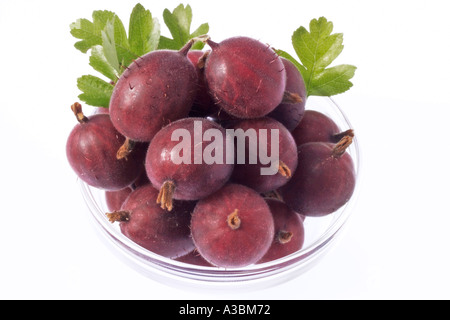 Rote Stachelbeeren in Schüssel, Nahaufnahme Stockfoto