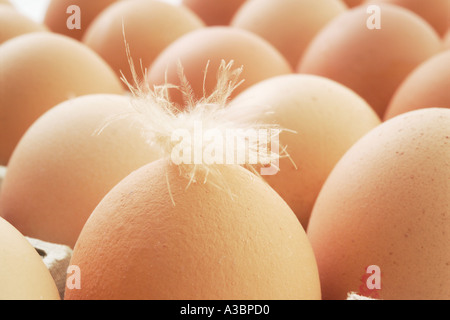 Frischeier, close-up Stockfoto