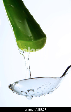 Aloe Vera mit Tropfen Stockfoto